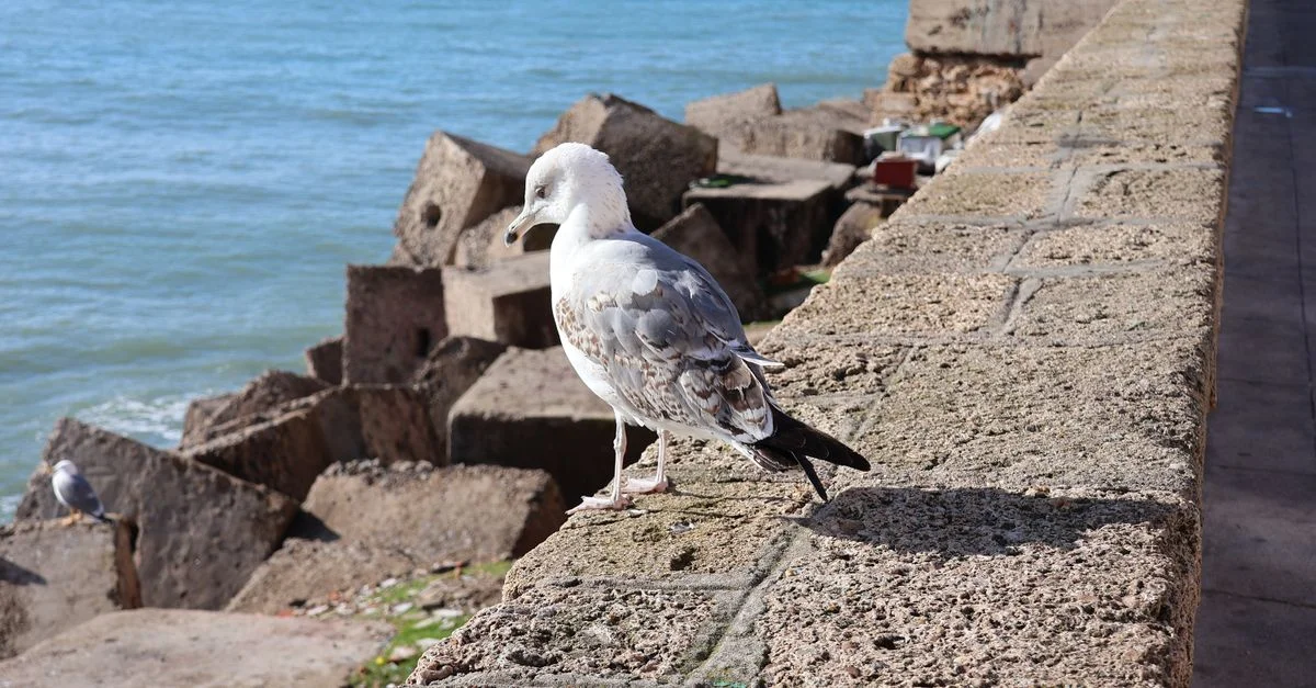 Une mouette perchée sur la digue de Cadix, avec l'océan en arrière-plan, illustrant la beauté naturelle du littoral.