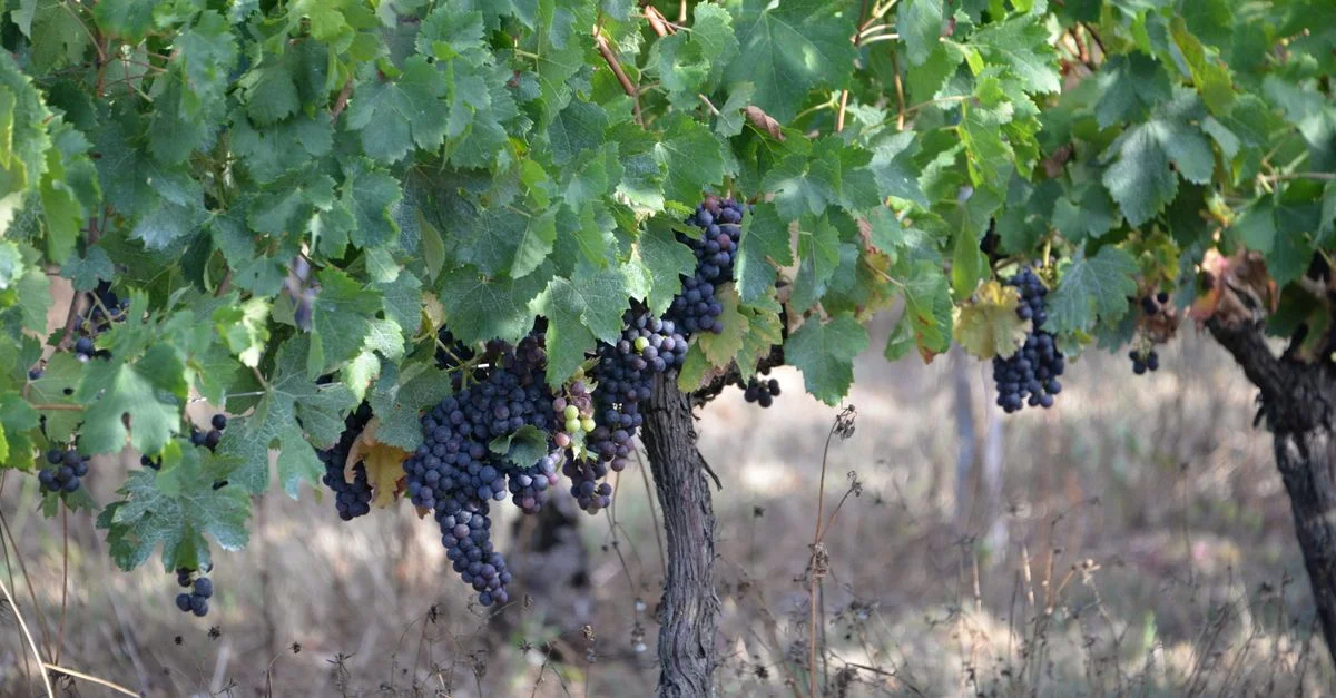 Vignoble luxuriant avec des grappes de raisin mûres sous un feuillage vert, parfait pour la vinification.