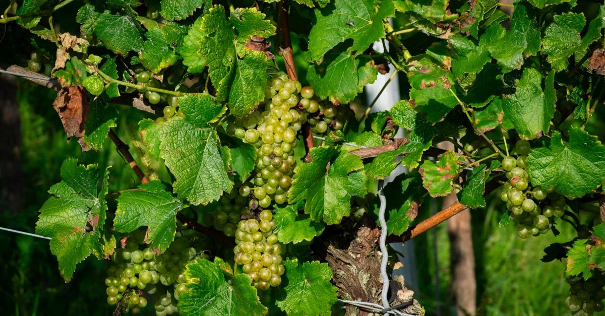 Vibrant grappe de raisins verts sur la vigne, prête à être récoltée sous le soleil.