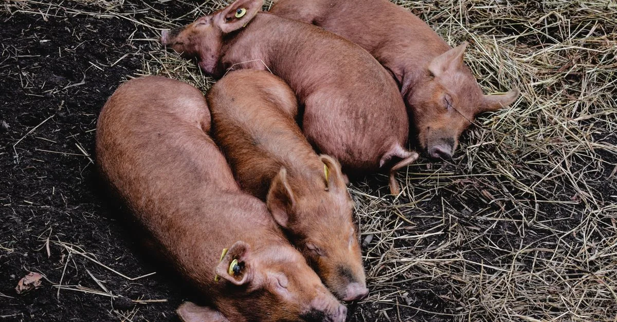 Une scène paisible de cochons à duvet rouges dormant sur de la paille dans un cadre de ferme.